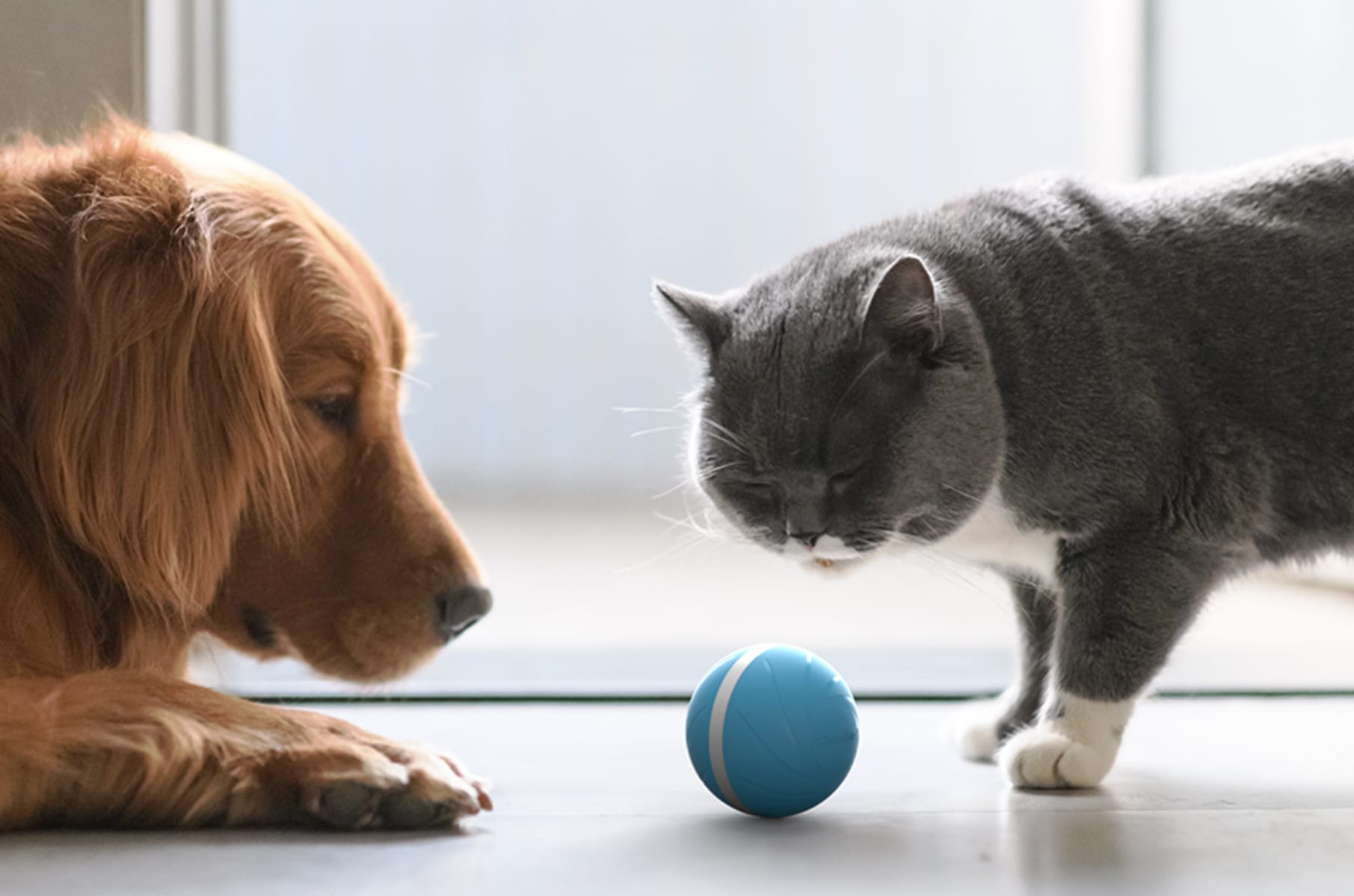 minge pentru pisici vesele inteligente