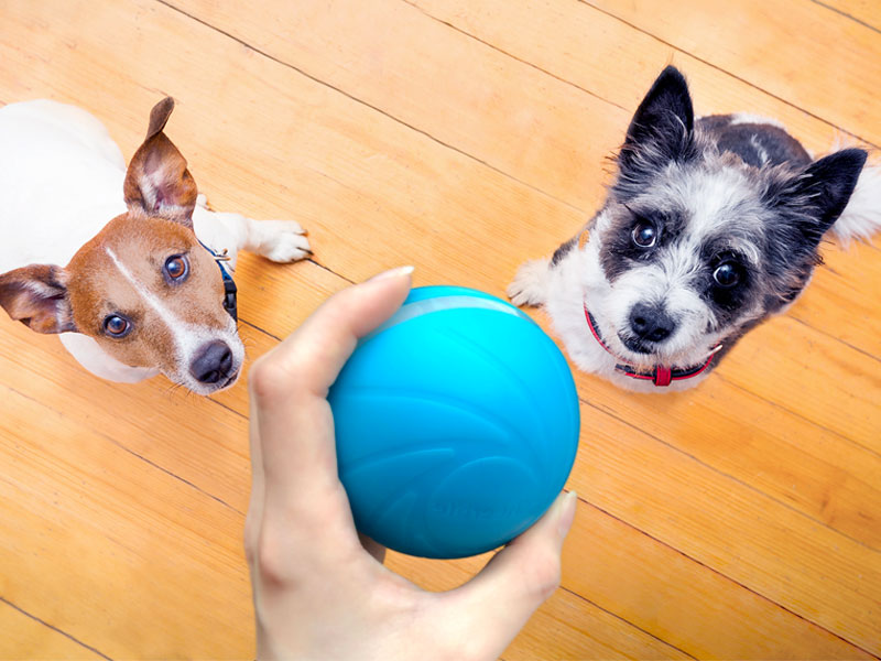 câine inteligent minge veselă