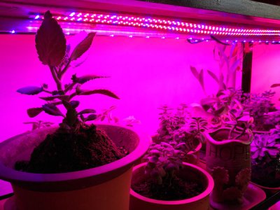 LED bară de lumină de plante