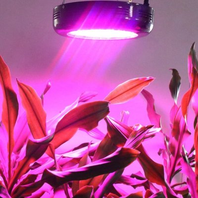 LED-ul Ufo crește